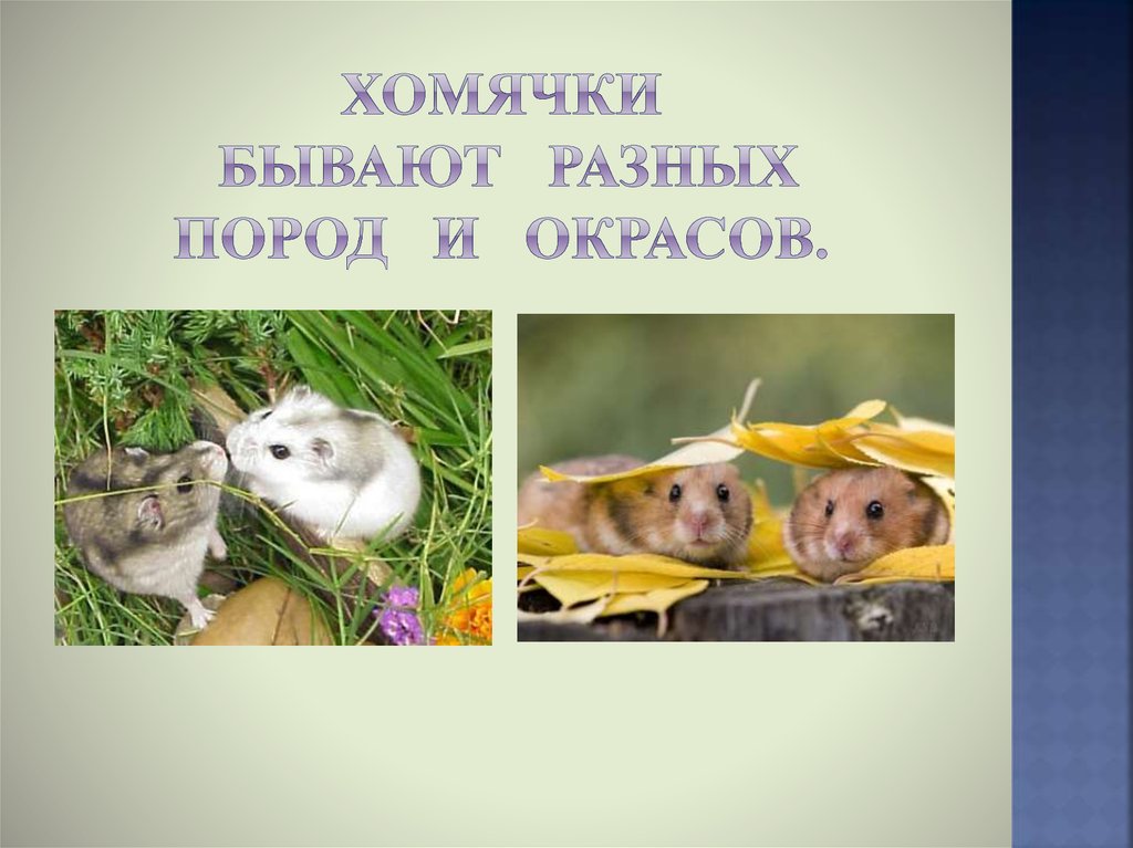 Хомячки бывают разных пород и окрасов.