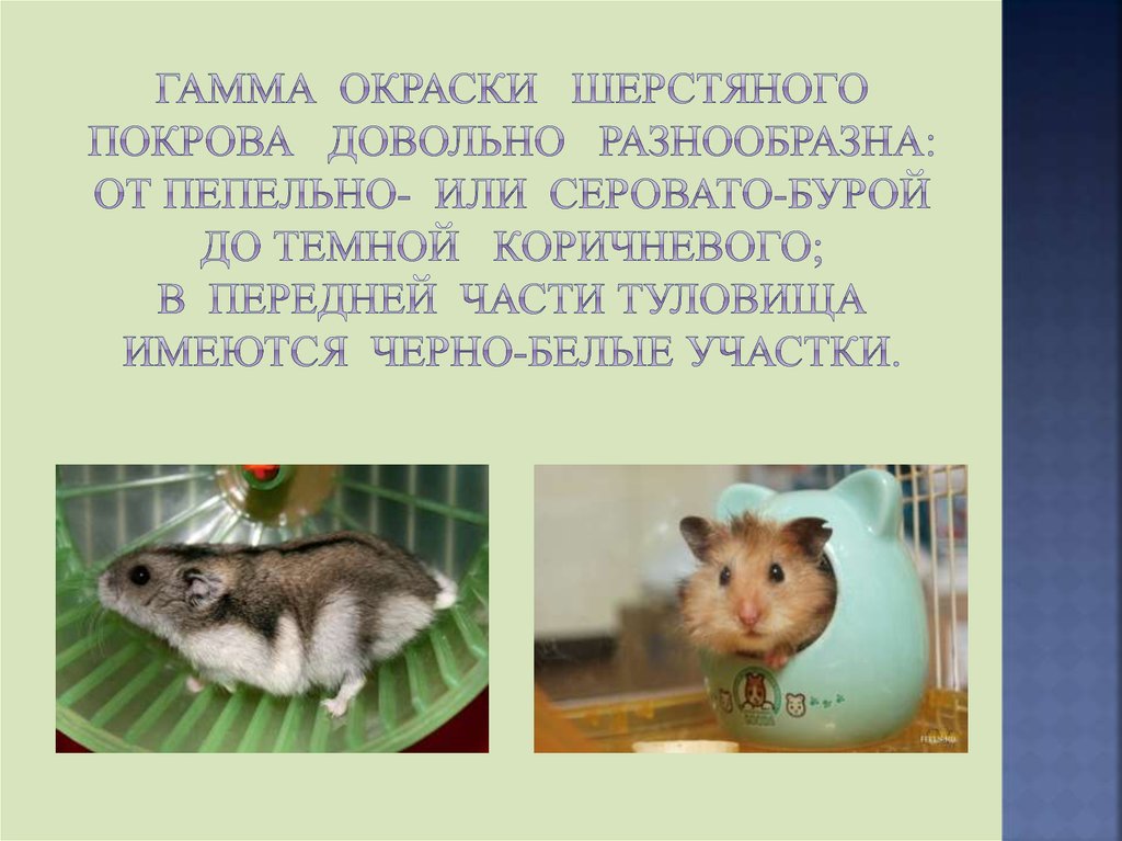 Гамма окраски шерстяного покрова довольно разнообразна: от пепельно- или серовато-бурой до темной коричневого; в передней части