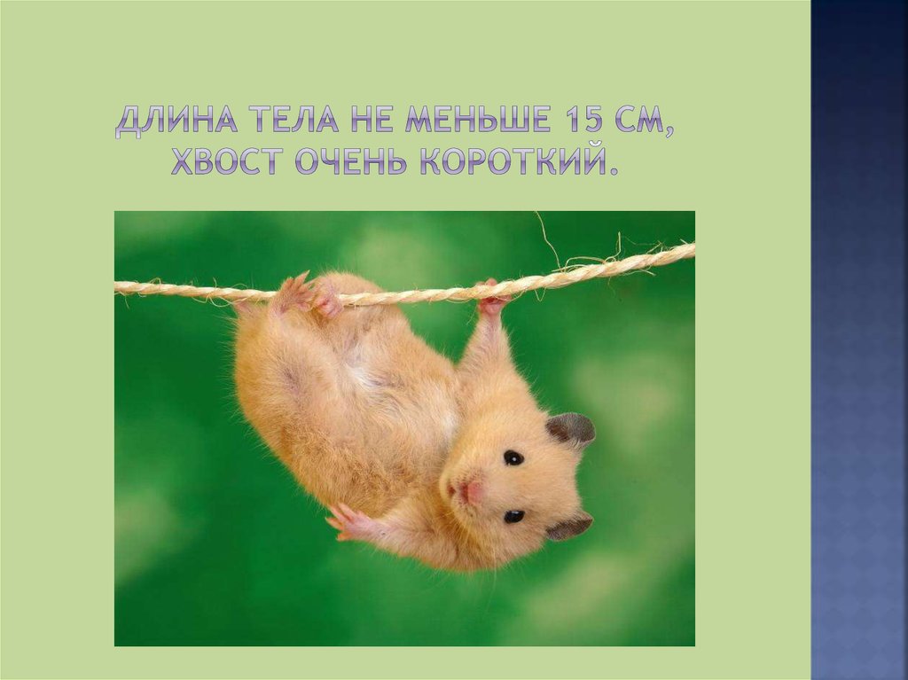 Длина тела не меньше 15 см, хвост очень короткий.