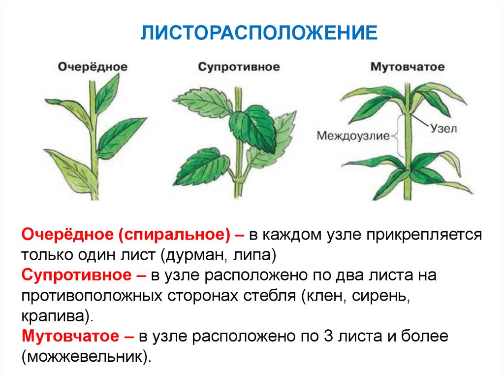 Какие виды листорасположения вы знаете. Очередное супротивное мутовчатое листорасположение. Листорасположение листьев очередное супротивное мутовчатое. Типы листорасположения листьев. Супротивный Тип расположения листьев.