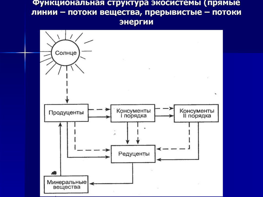 Структура экосистемы презентация