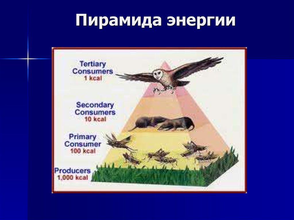 Пирамида энергии рисунок