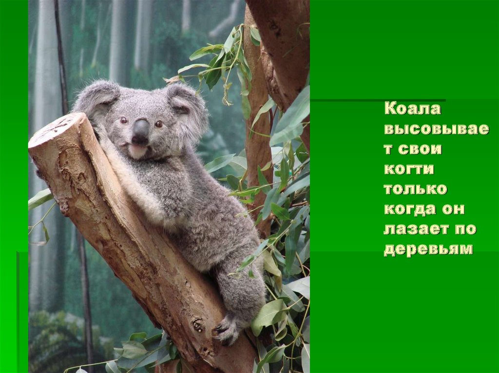 Книга коала. Коала. Коала интересное для детей. Коала лазает по деревьям. Коала интересные факты.