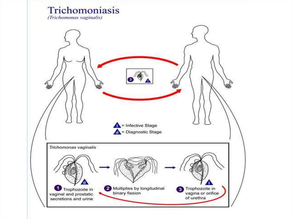 Схема жизненного цикла трихомонады мочеполовой
