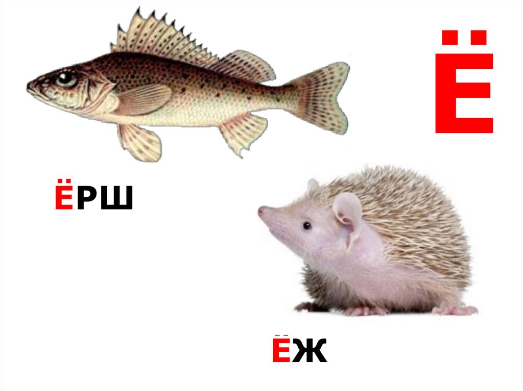 Буквы е е р м т. Животное на е. Звери на букву е. Животные на букву е для детей. Животные начинающиеся на букву е.