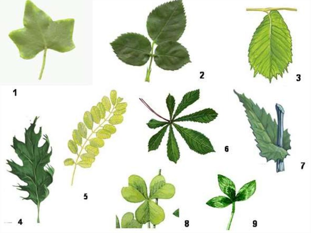 Сложные листья биология 6 класс. Листья бывают простые и сложные. Простые и сложные листья без подписей. Растения у которых простые листья. Виды листьев простые и сложные.