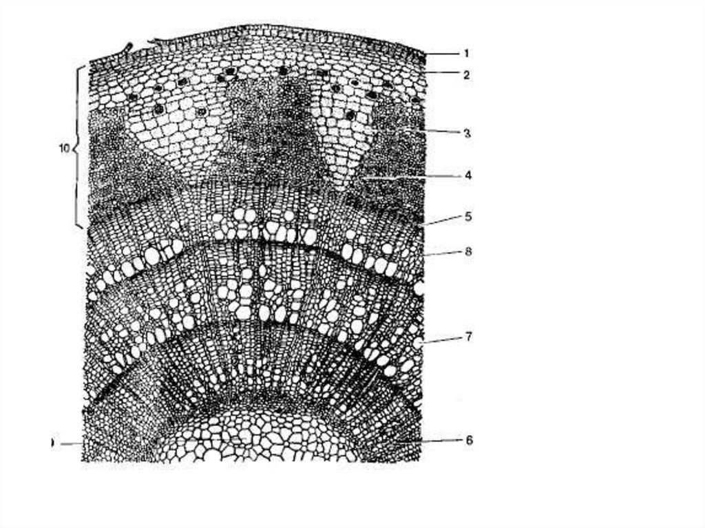 Рисунок срез стебля. Строение стебля двудольного древесного растения. Перидерма стебля липы. Поперечный срез корня липы. Стебель подсолнечника поперечный срез.