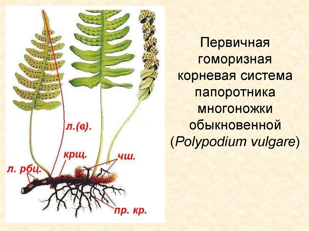 Какая система у папоротника