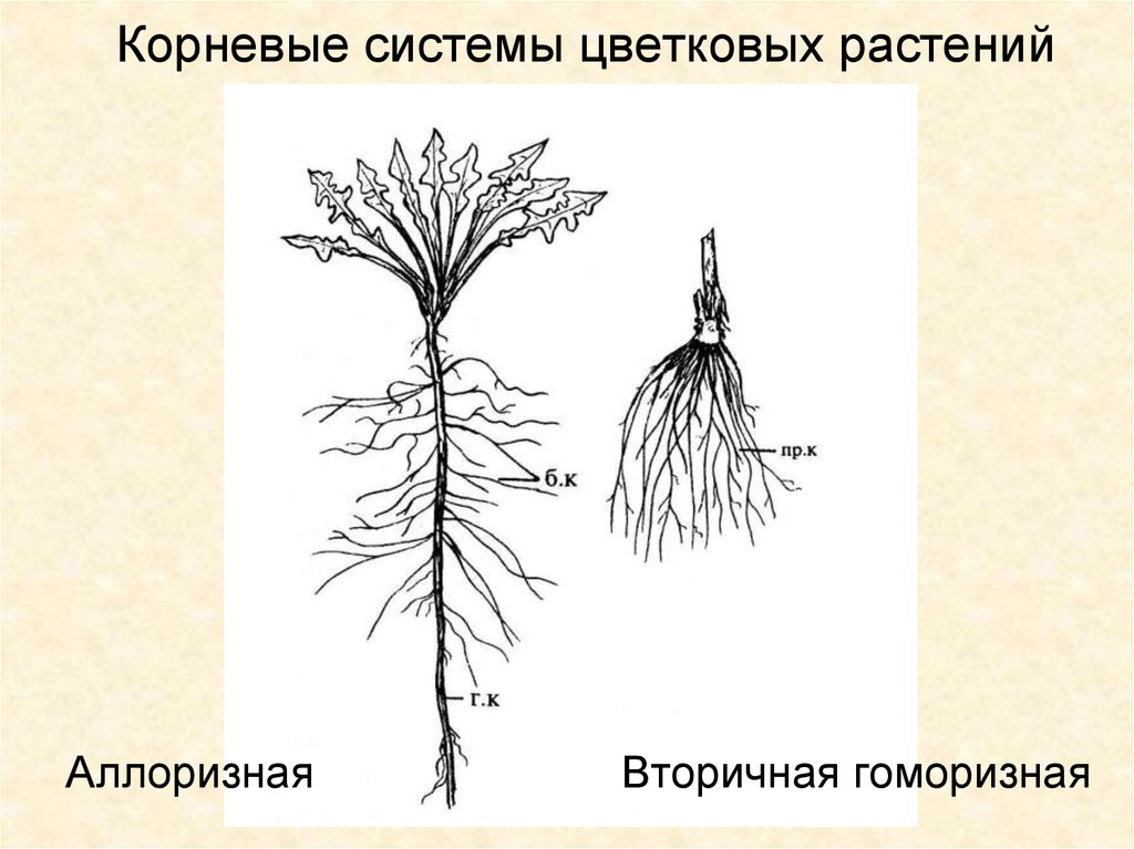 Корневая система цветковых растений. Аллоризная корневая система. Гоморизная и аллоризная. Вторично гоморизная корневая система. Типы корневой системы аллоризная.