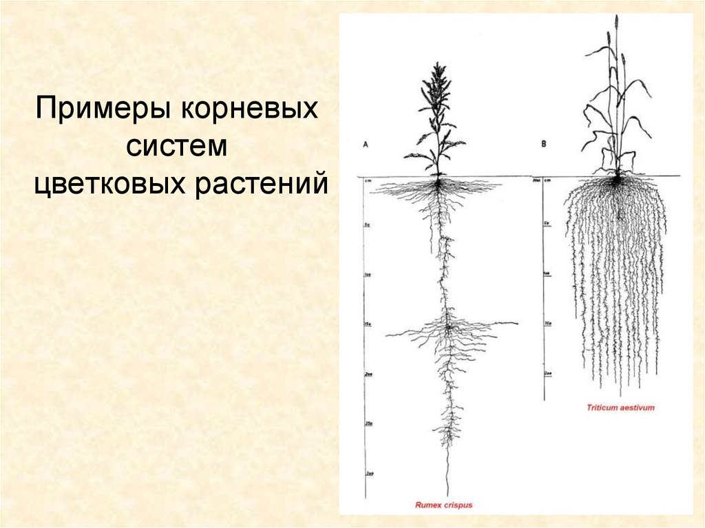 Корневая система цветковых растений. Корневая система. Строение корневой системы. Схема корневой системы. Примеры корневых систем.
