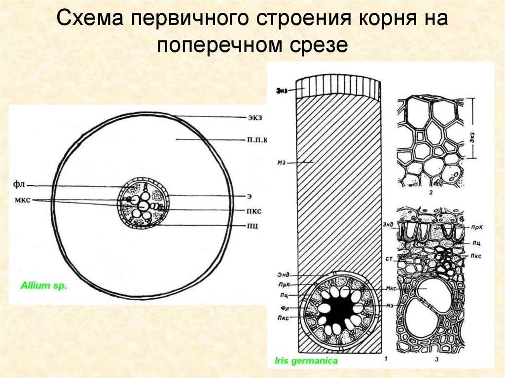 Первичное строение