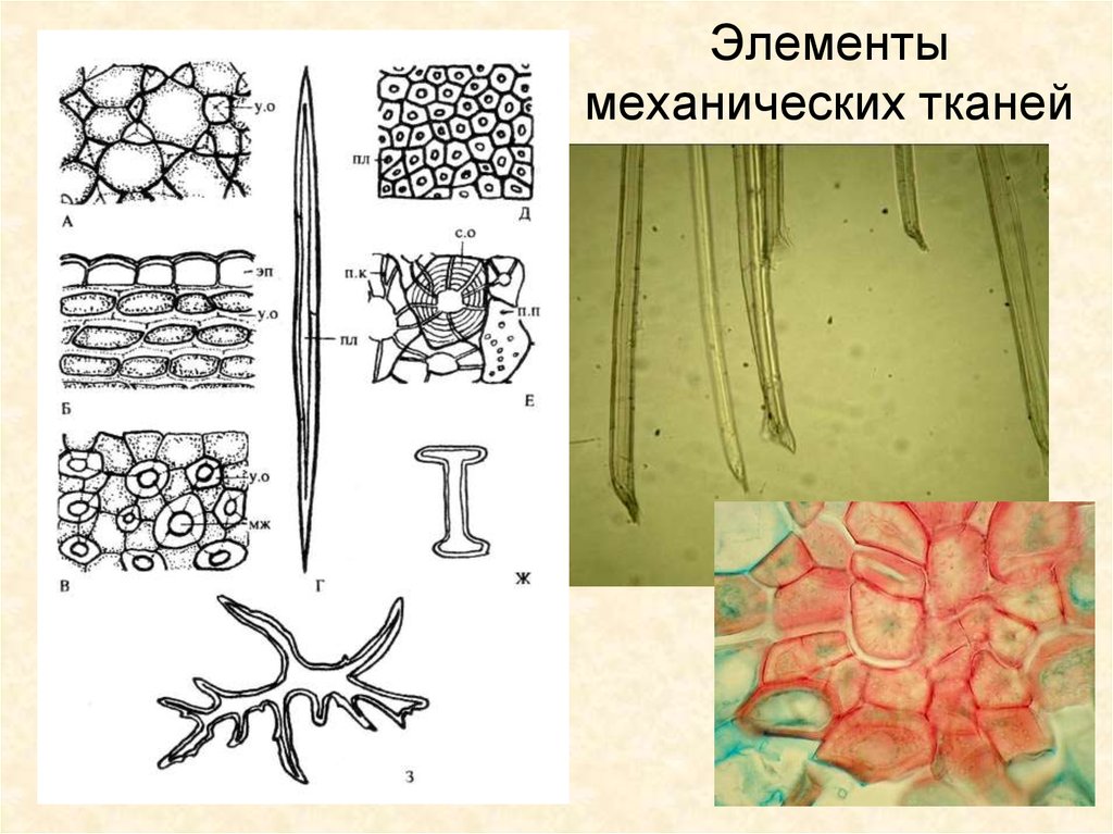 Опорные ткани растений. Механическая ткань. Элементы механической ткани. Механическая ткань растений. Механическая ткань растений рисунок.