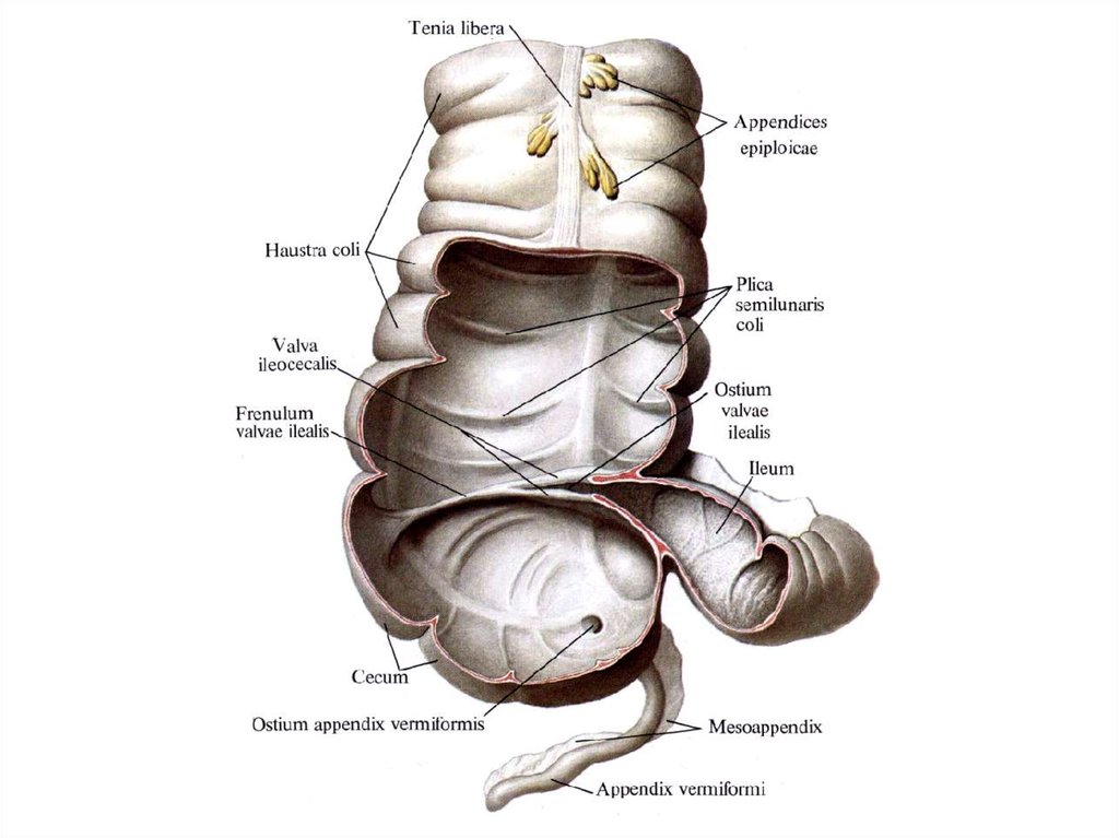 Слепая кишка. Строение аппендикса анатомия. Слепая кишка анатомия строение. Слепая кишка купол анатомия. Слепая кишка и червеобразный отросток.