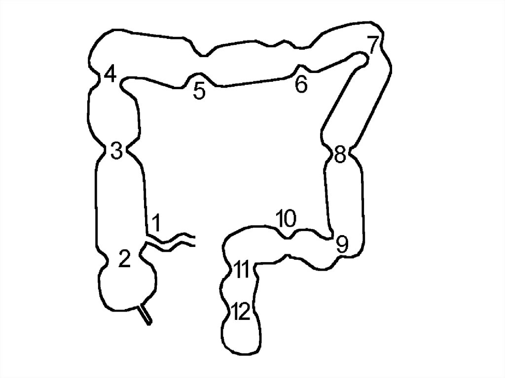 Сфинктеры толстой кишки схема