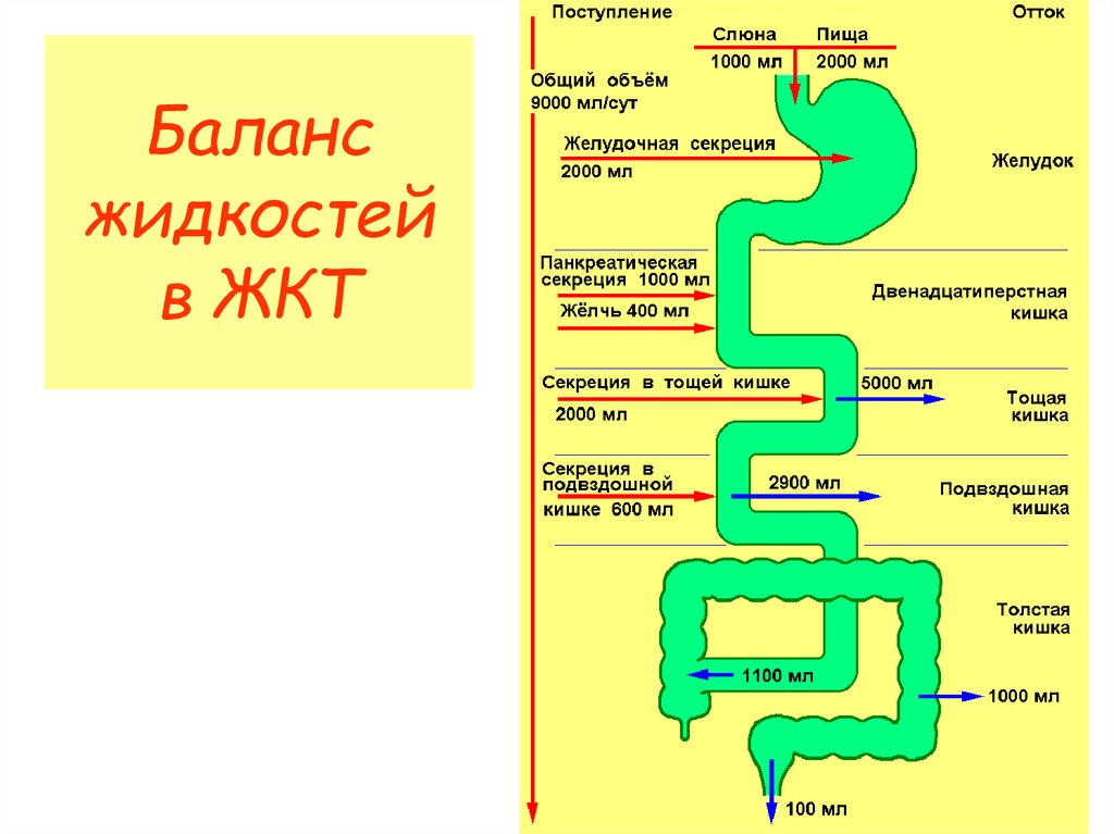 Схему транспорта витамина в пищеварительном тракте