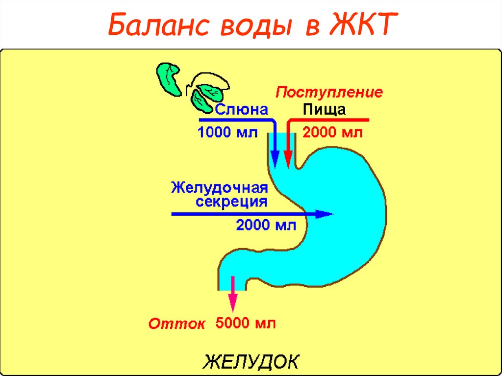 Через желудок. Баланс воды в ЖКТ. Путь воды по ЖКТ. Вода для пищеварения. Движение воды в ЖКТ.