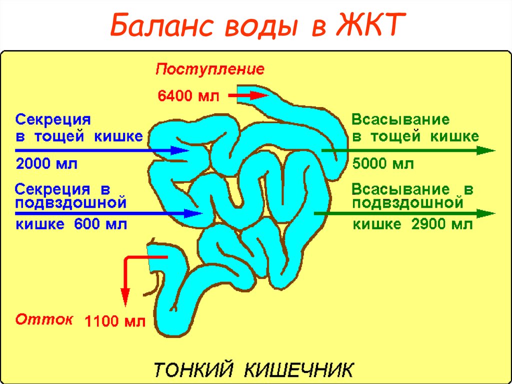 Через сколько дней поступает. Баланс воды в ЖКТ. Поступление воды в кишечник. Сколько вода проходит через кишечник.