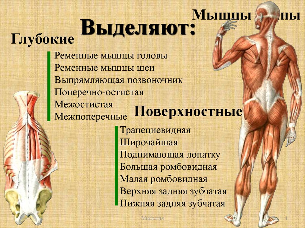 Назовите функции мышц. Мышцы спины топография и функции. Миология поверхностные мышцы спины.