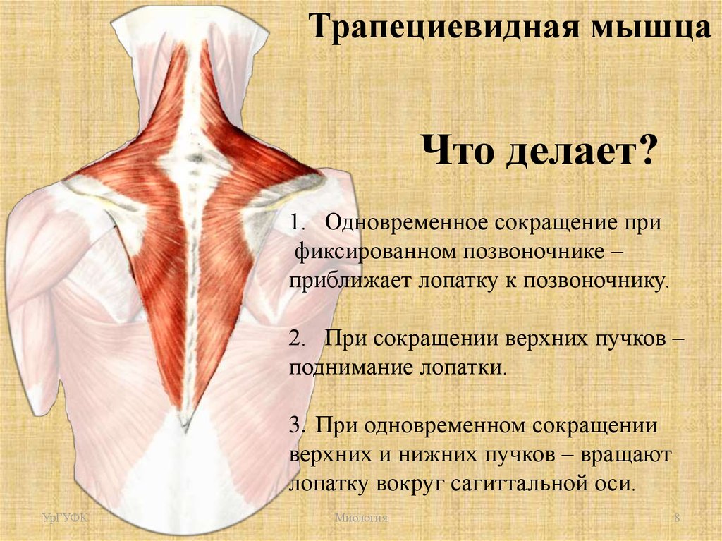 Верхняя трапециевидная. Трапециевидная мышца и 7 шейный позвонок. Трапециевидная мышца спины. Трапециевидная мышца анатомия. Места прикрепления трапециевидной мышцы.