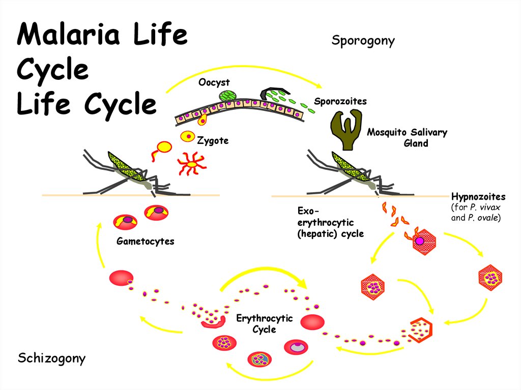Дерево малярия. Malaria Life Cycle. Малярия цикл развития. Plasmodium Life Cycle. Malaria sporogoni.