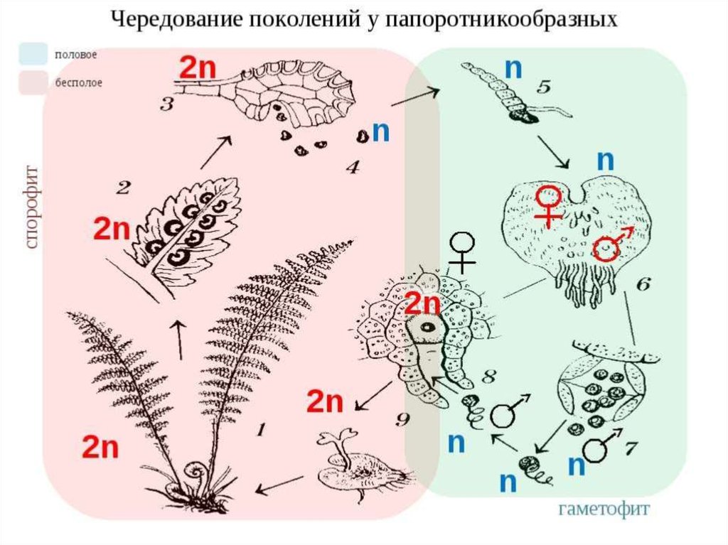 Схема жизненного цикла растения гаметы. Чередование поколений у папоротникообразных. Жизненный цикл растений чередование поколений. Жизненный цикл чередование поколений у водорослей. Жизненный цикл папоротника с набором хромосом.