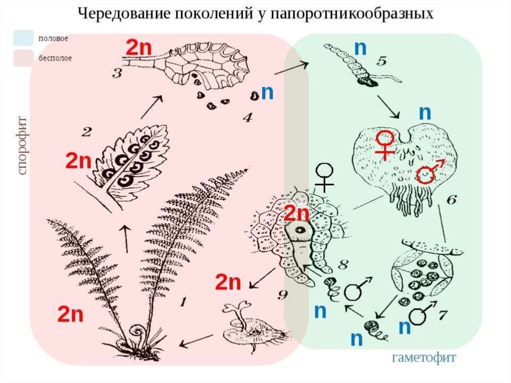 Спорофиты папоротникообразных