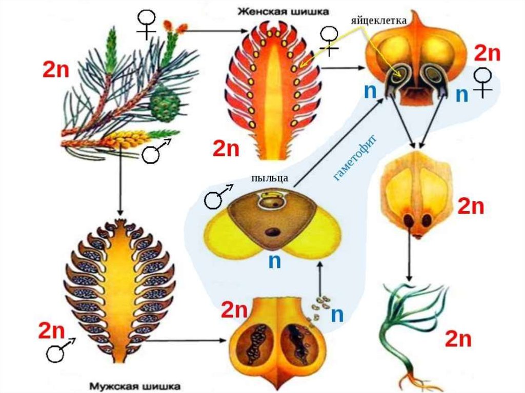 Происходит двойное оплодотворение голосеменные или покрытосеменные. Цикл развития голосеменных растений ЕГЭ. Цикл развития голосеменных сосны. Цикл развития голосеменных растений схема с набором хромосом. Жизненный цикл голосеменных ЕГЭ схема.