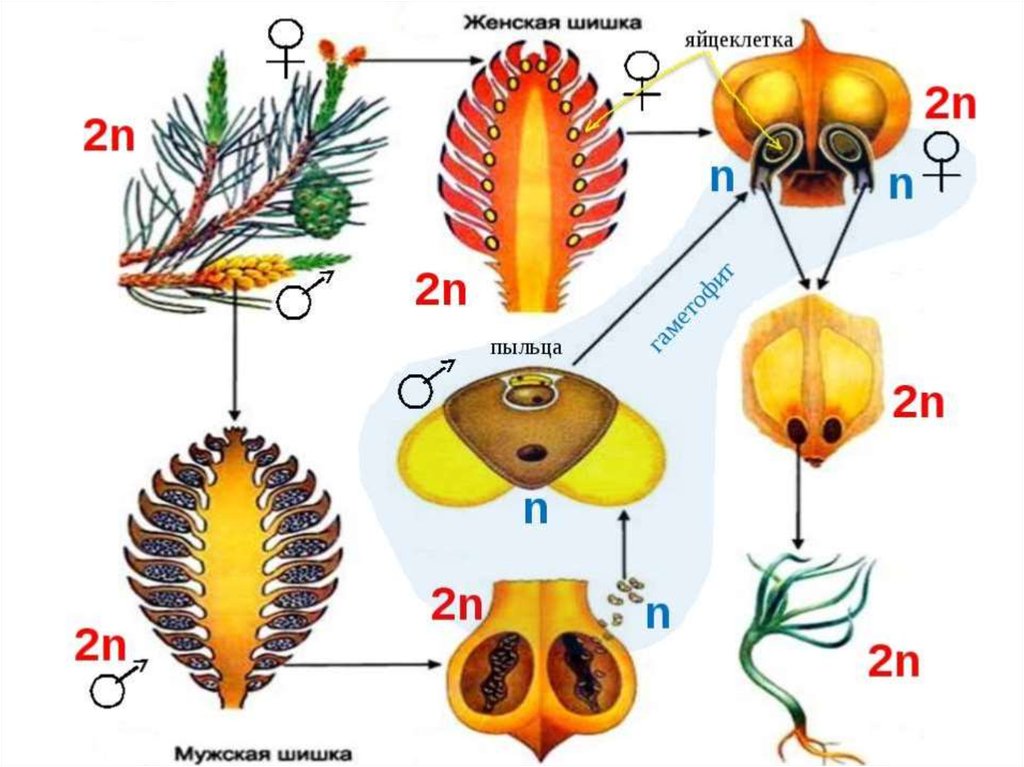 Чешуйка мужской шишки. Цикл развития голосеменных растений схема. Цикл развития голосеменных сосны. Цикл развития голосеменных растений схема с набором хромосом. Цикл размножения голосеменных схема.