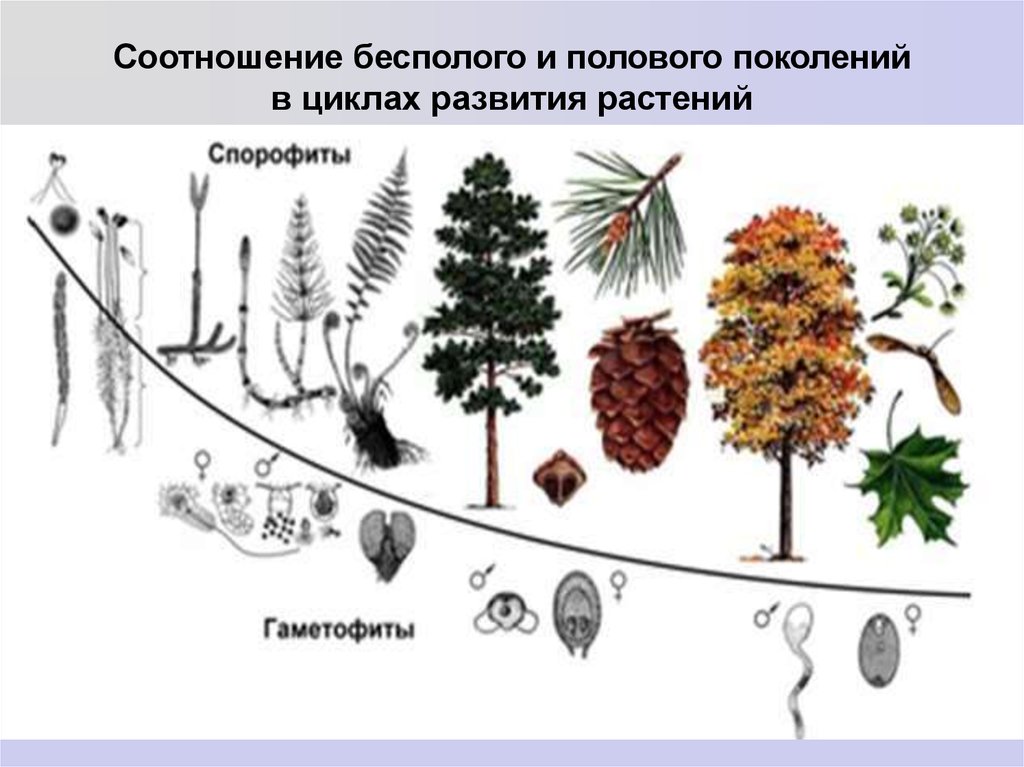 План эволюционного развития растений