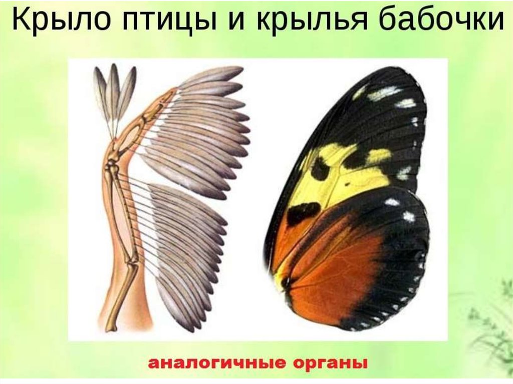 Конвергенция аналогичные органы. Аналогичные органы органы. Строение аналогичных органов. Аналогичные органы животных.