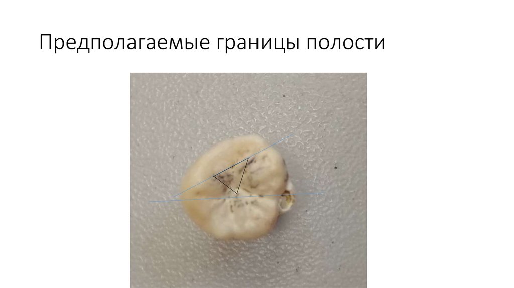 Предполагаемые границы полости