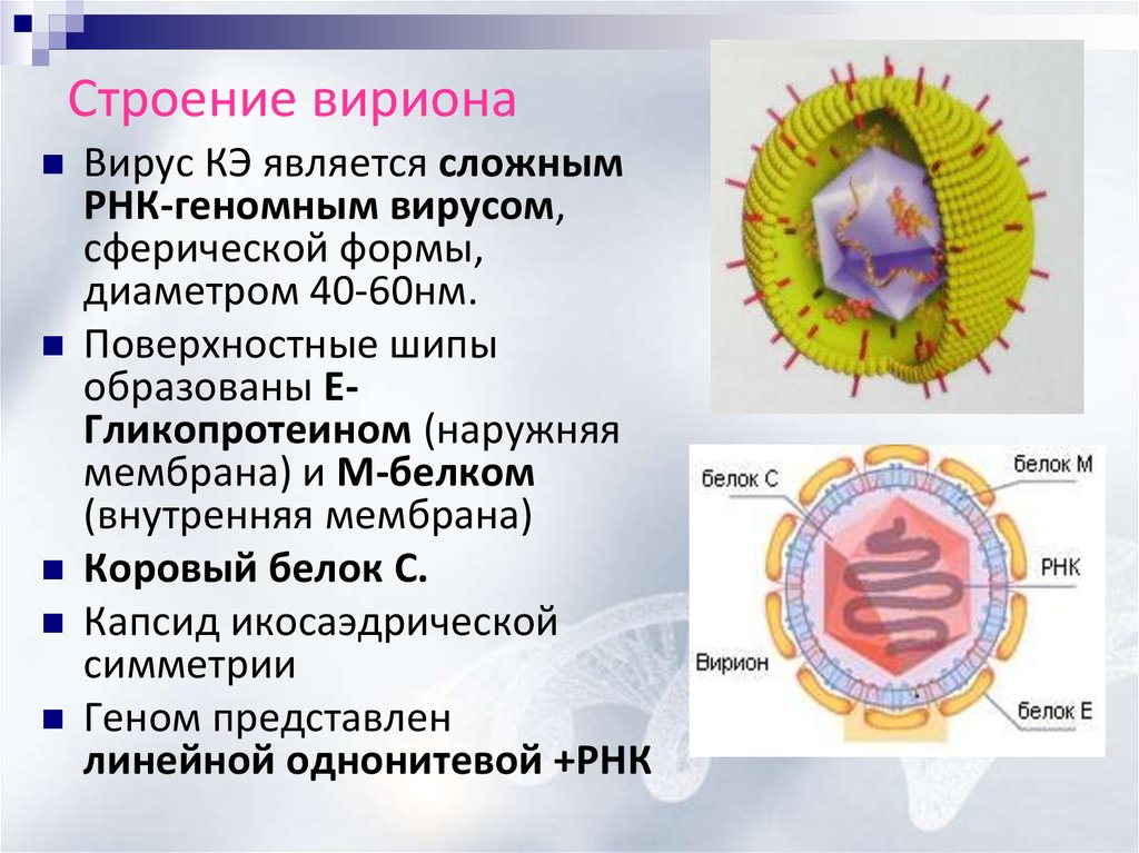 Рисунки различных форм вирионов