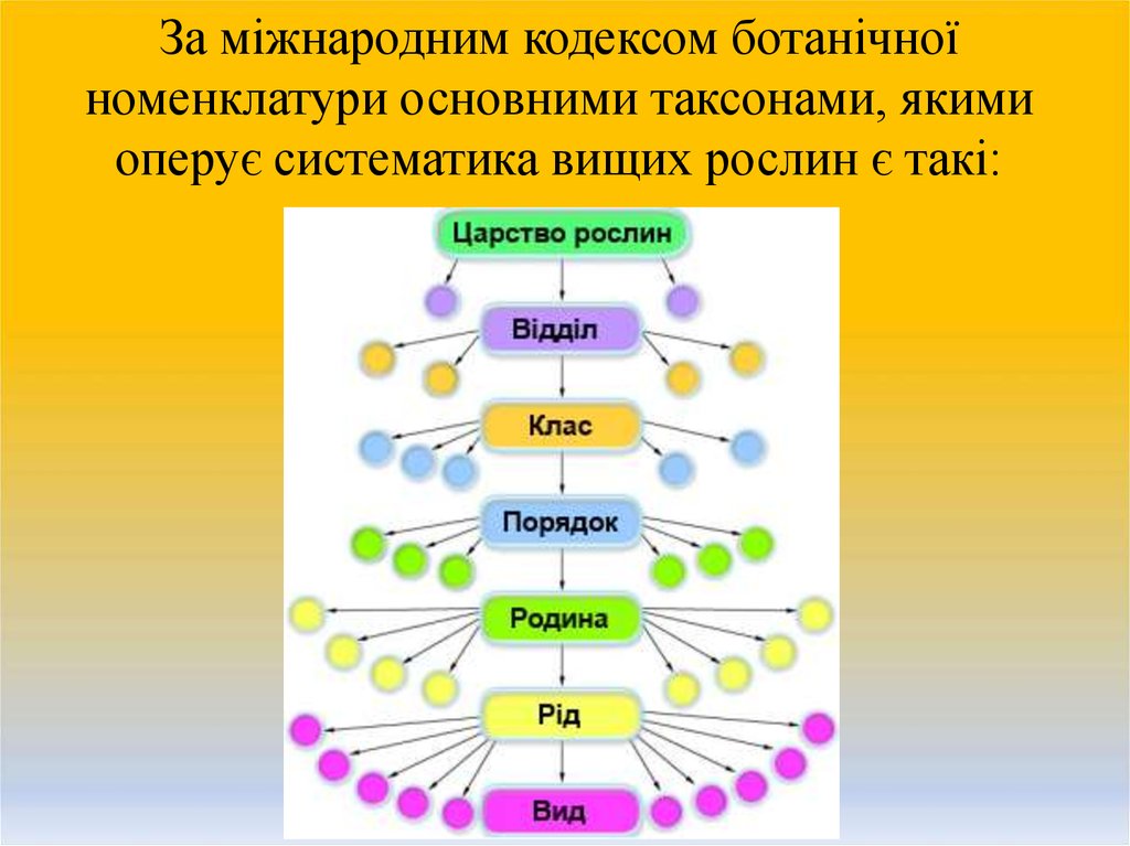 Принципы классификации систематика. Як систематика. Таксоны.