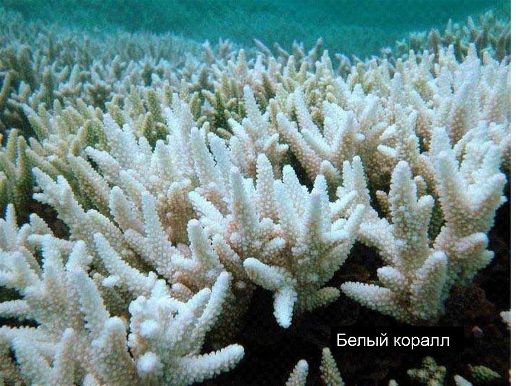 Коралловые полипы - презентация онлайн