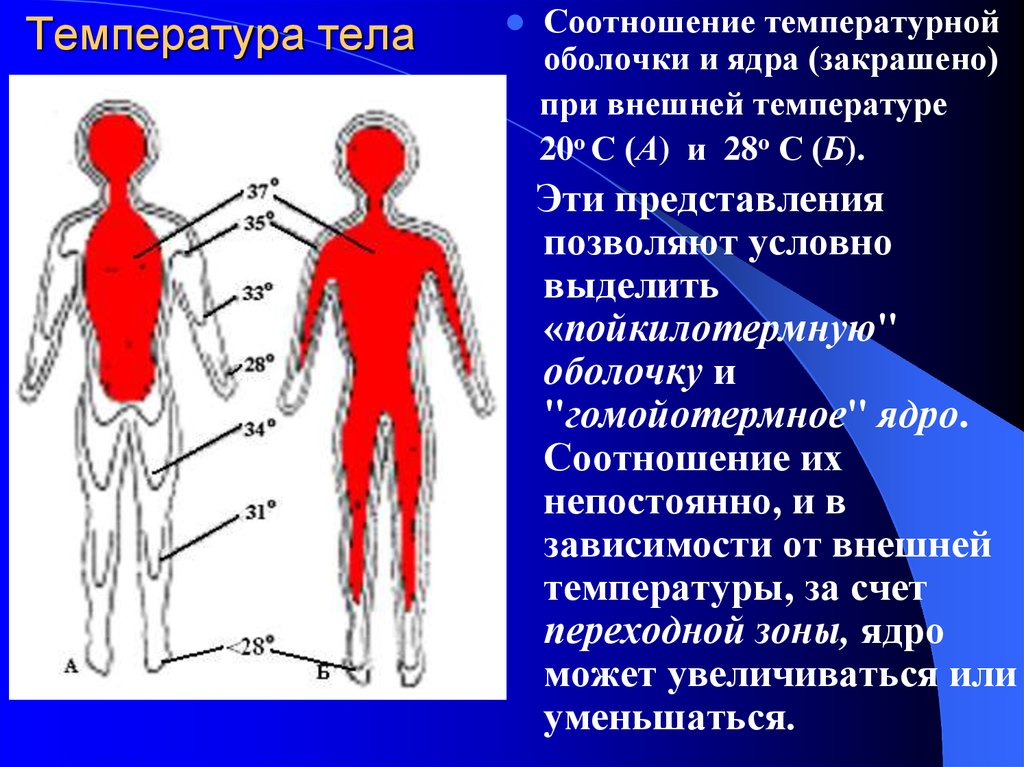 Температурная схема человека