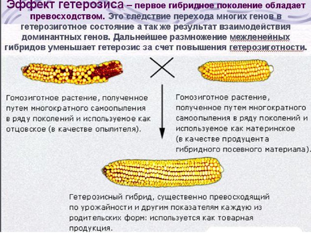 Явление превосходства первого поколения гибридов по ряду. Гетерозис кукурузы. Гетерозис это в биологии селекция. Гетерозис у растений. Явление гетерозиса.