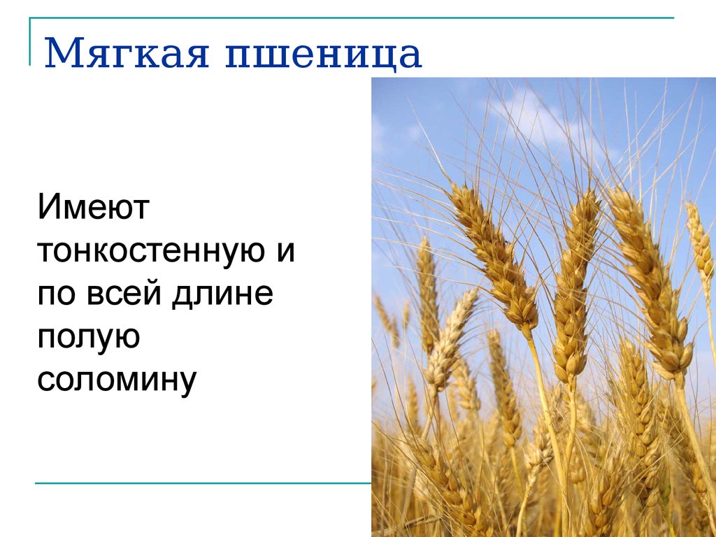 Виды пшеницы. Зерно мягкой и твердой пшеницы. Мягкая и твердая пшеница. Мягкая пшеница зерно. Пшеница мягкая пшеница твердая.