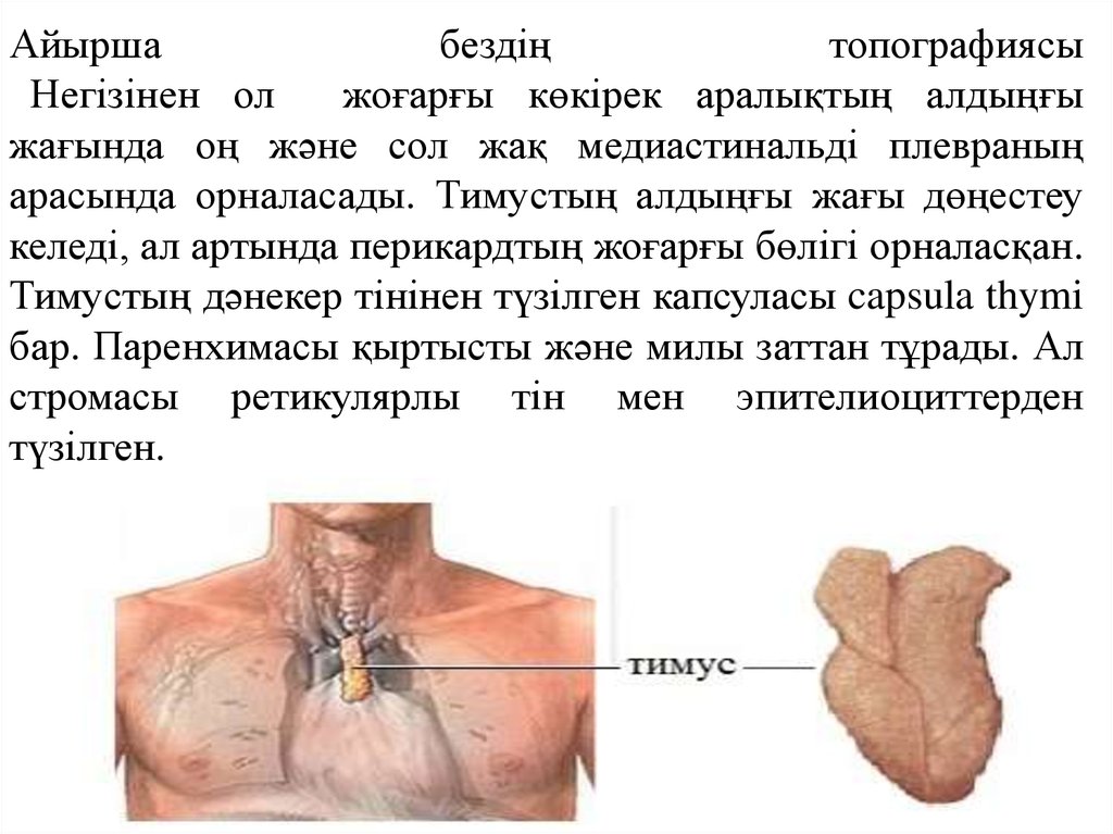 Вилочковая железа тимус регулирует