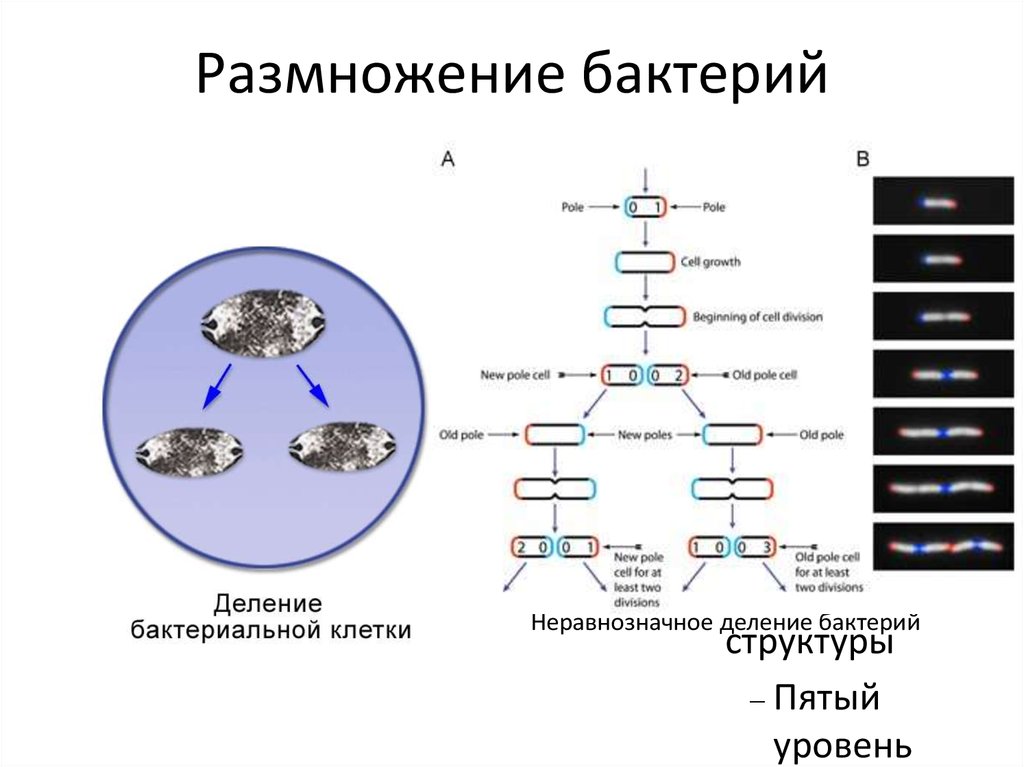 Размножение бактерий. Фазы размножения бактерий микробиология. Схема размножения микроорганизмов. Способы размножения истинных бактерий. Рост и способы размножения бактерий.