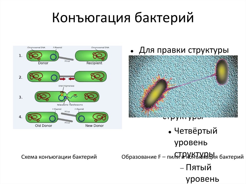 Процесс происходящий у бактерий. Конъюгация бактерий схема. Механизм конъюгации микробиология. Конъюгация плазмид. Конъюгация схема микробиология.