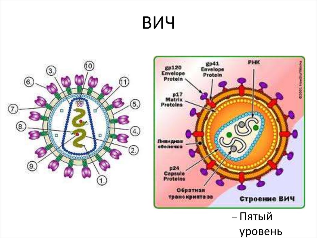 Схема строения вируса иммунодефицита человека. СПИД строение на английском.