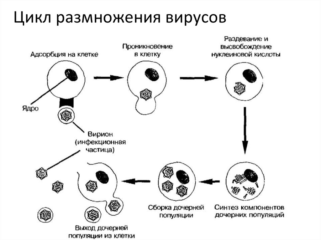 Жизненный цикл соматической клетки. Размножение вирусов схема. Стадии размножения репродукции вирусов. Цикл размножения вируса этапы. Схема проникновения в клетку размножения вирусов.