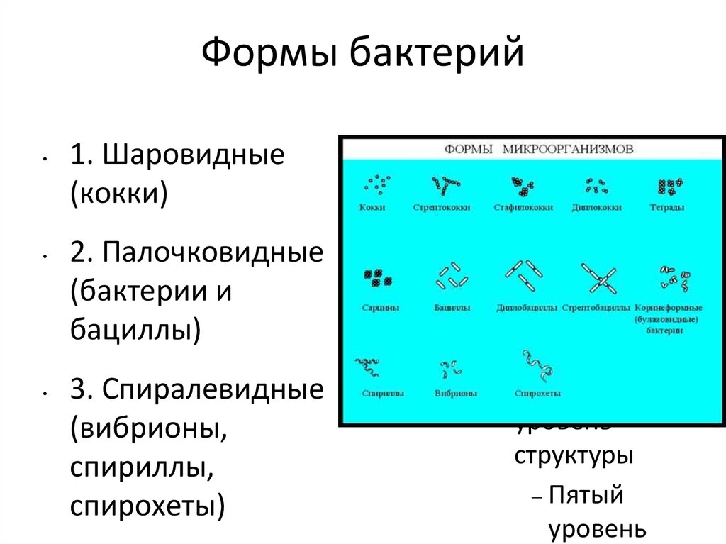 Формы бактерий презентация