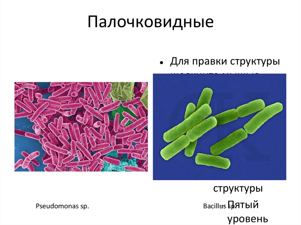 Палочковидные бактерии заболевания