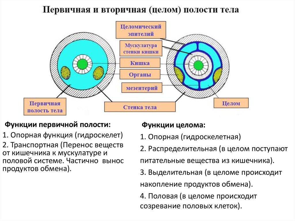 Первичная полость тела отсутствует у