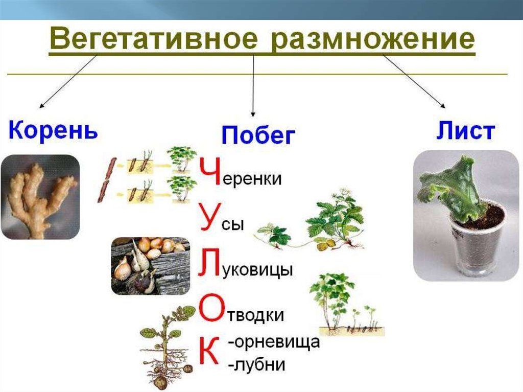 Вегетативное размножение растений примеры таблица. Вегетативное размножение фото. Вегетативное размножение схема. Вегетативное размножение растений презентация. Таблица вегетативное размножение растений 6 класс.