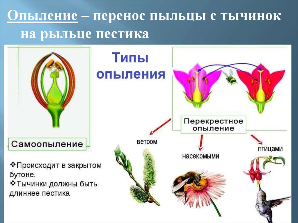 Какая ботаническая наука изучает опыление. Опыление растений 6 класс биология. Типы опыления растений 6. Типы опыления растений 6 класс сообщение биология. Способы опыления растений 6 класс биология.