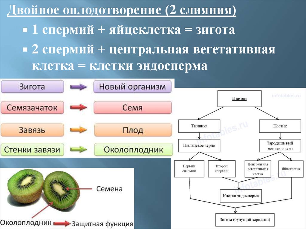 1 оплодотворение 2 зигота