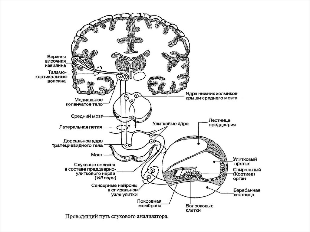 Корково мозговая. Строение слухового анализатора проводящие пути. Схема проводящих путей слухового анализатора. Схема рецепторного отдела слухового анализатора. Проводниковый путь слухового анализатора.