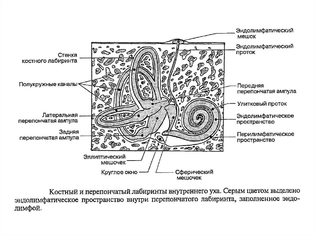 3 отдела улитки. Перепончатый Лабиринт внутреннего уха строение. Эндолимфатическое пространство на схеме. Схема костного и перепончатого Лабиринта. Эндолимфатический проток.
